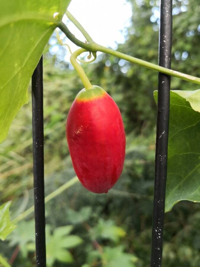 Melón escarlata 5