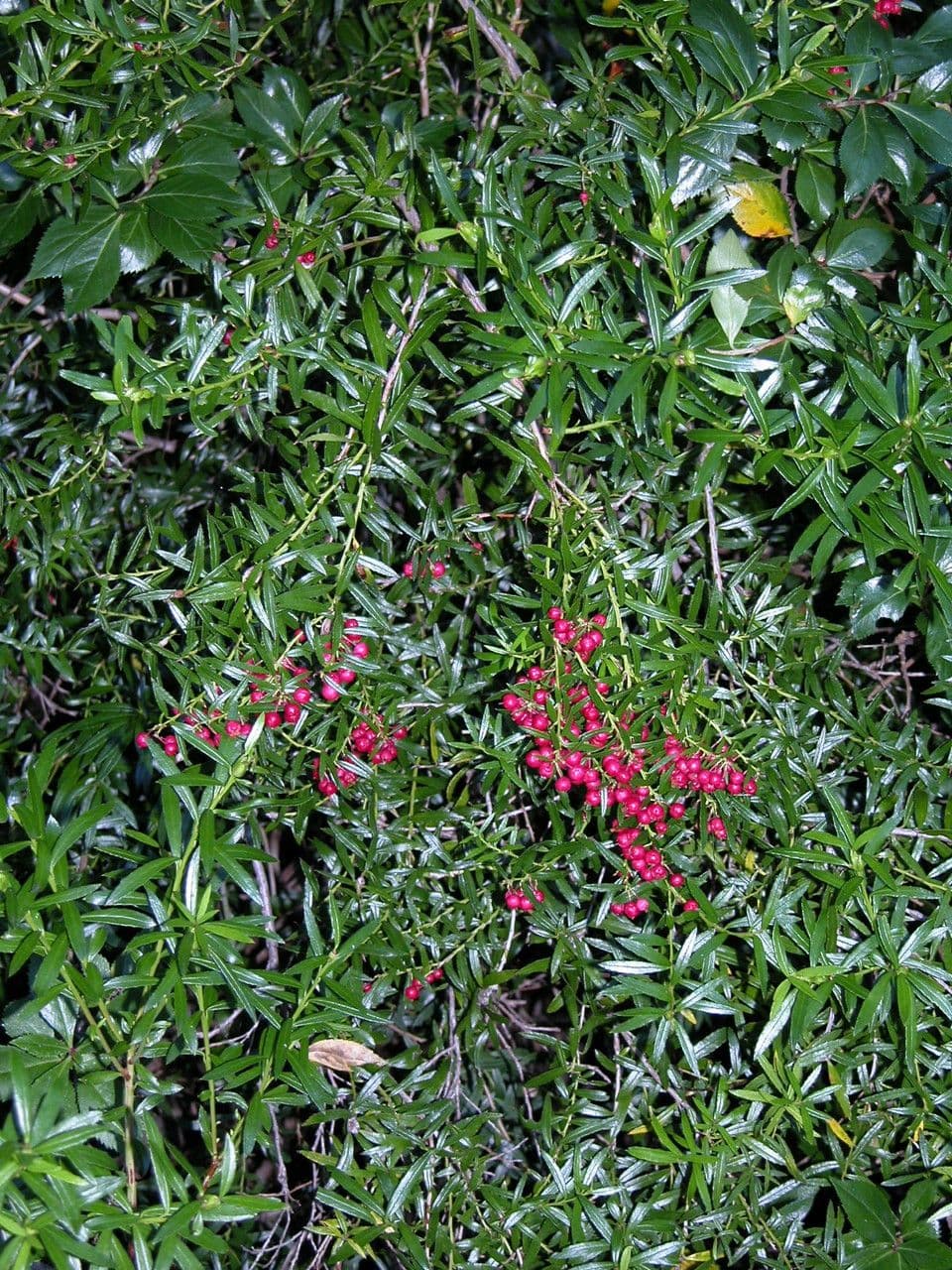Schmalblättrige Gaultheria 2