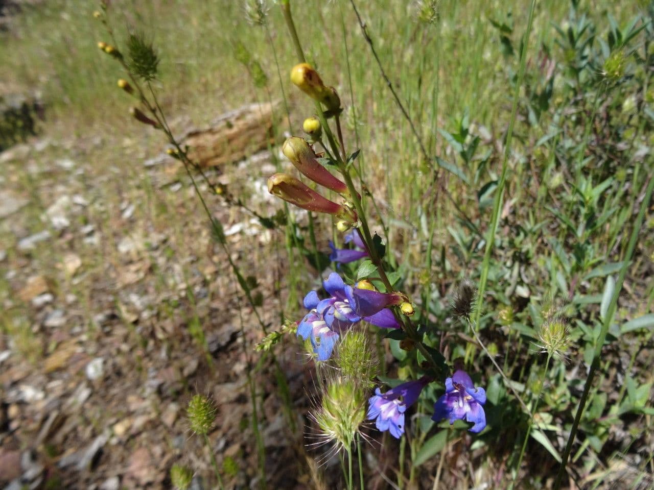 Penstemon azzurro 6