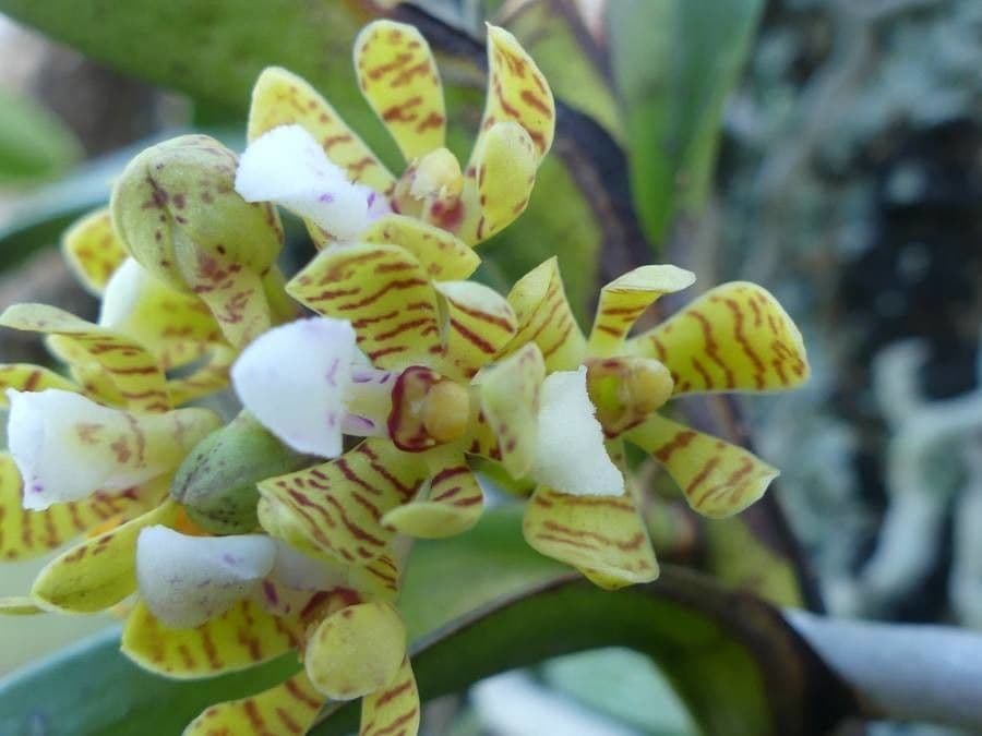 Acampe pachyglossa 5