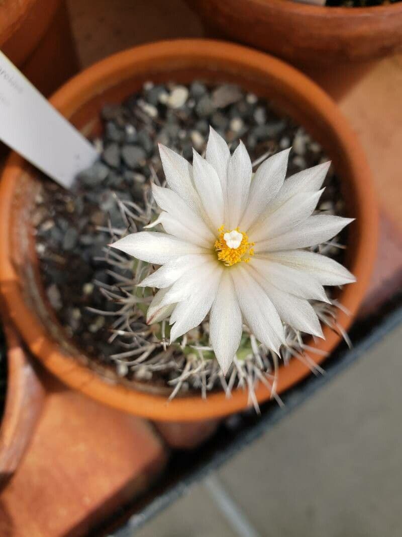 Turbinicarpus