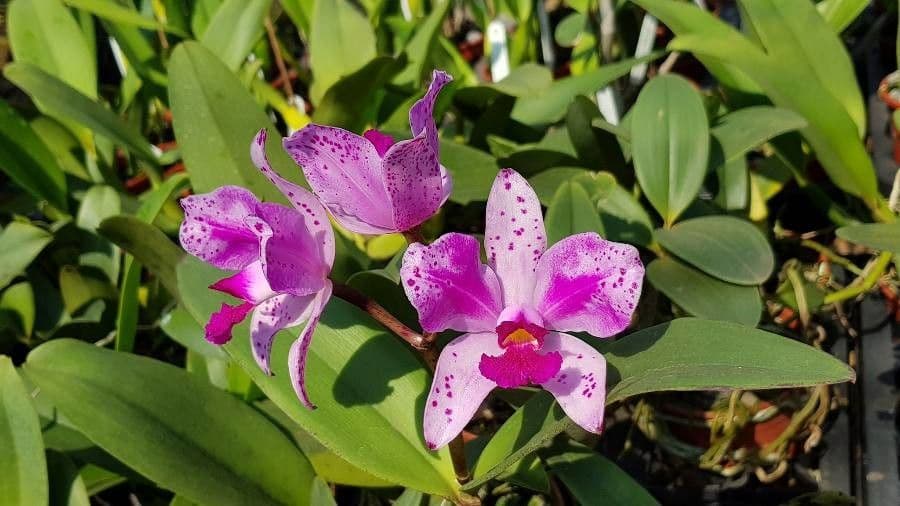 Cattleya 4