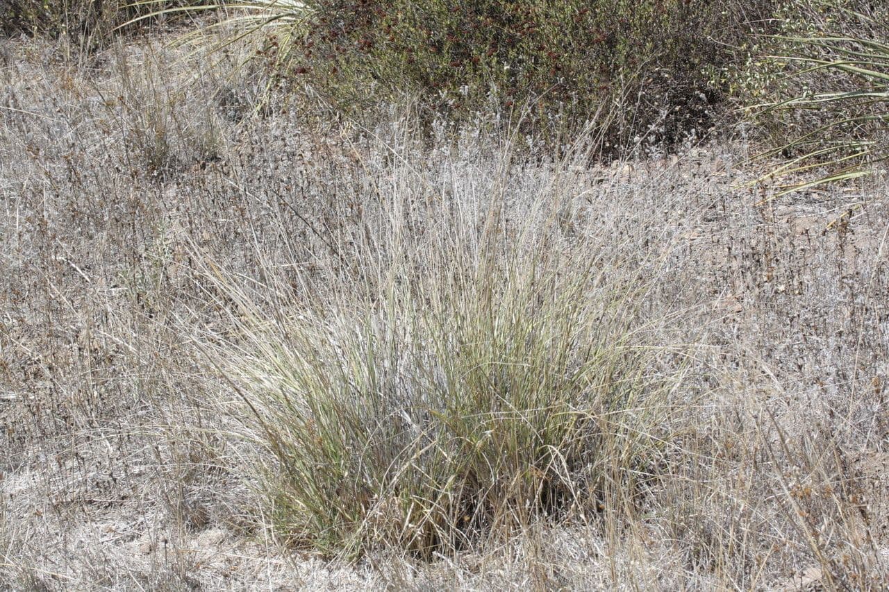 Muhlenbergia rigens 3
