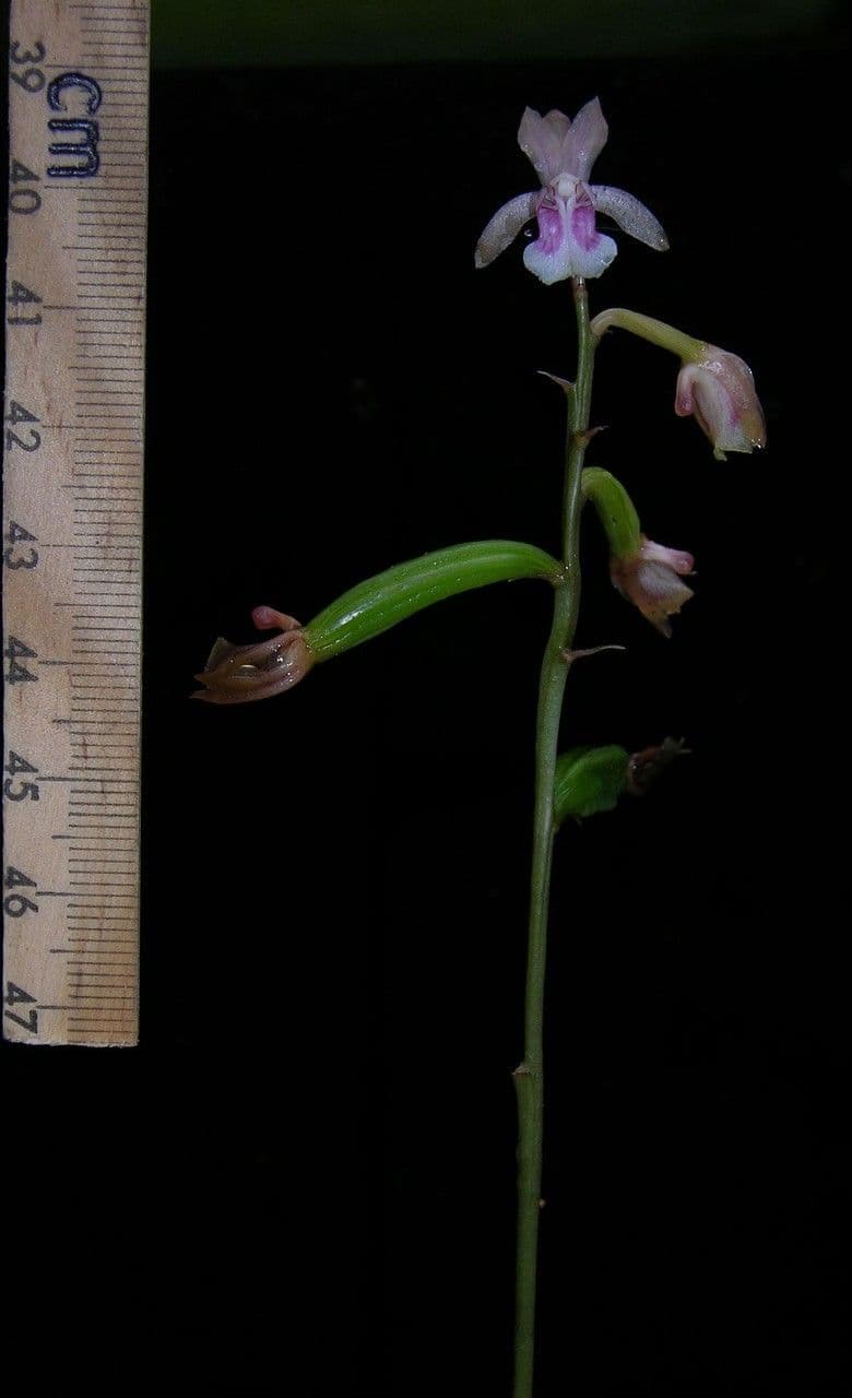 Orchidea monaca 27