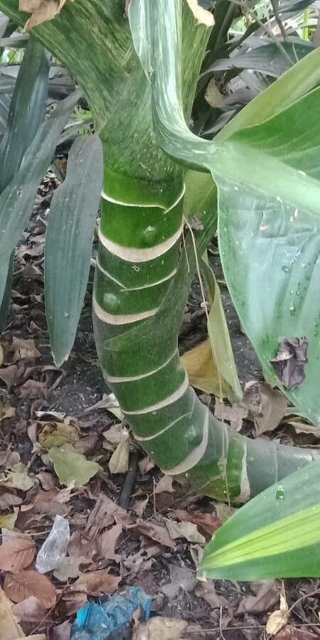 Dieffenbachia 20
