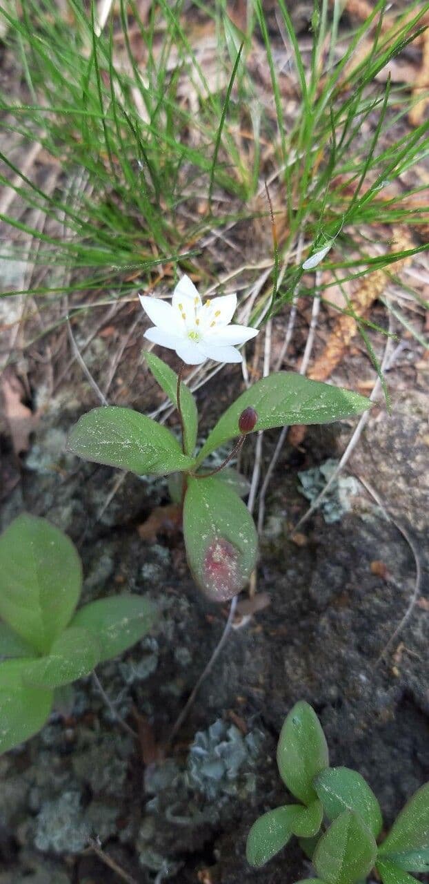 Trientalis 12