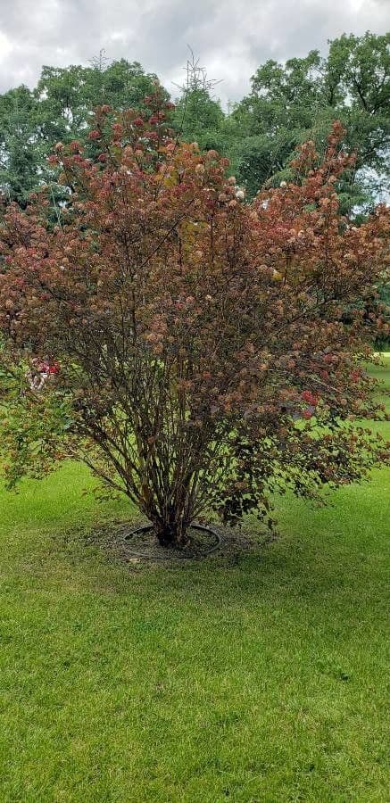 Physocarpus capitatus 14