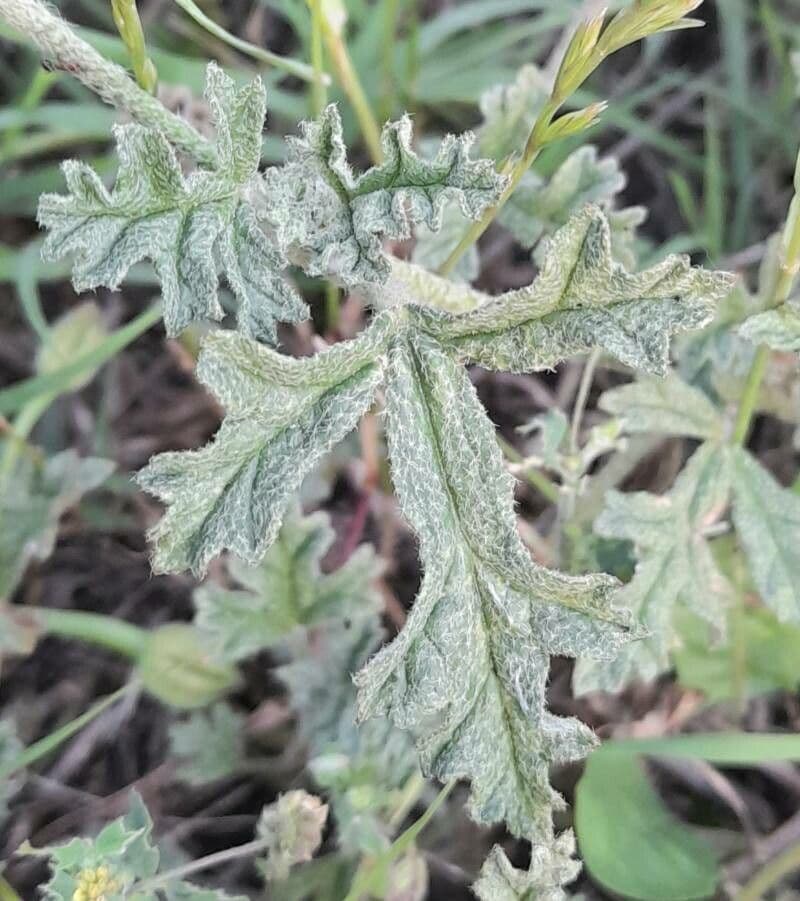 Sphaeralcea australe 8