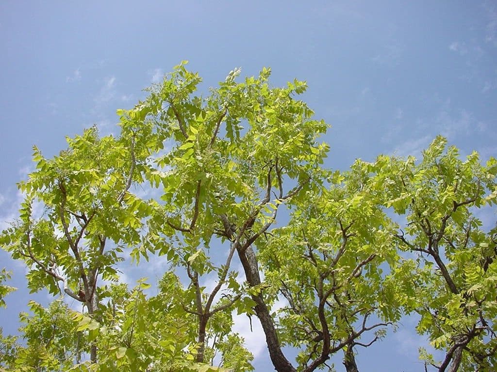 Pseudocedrela 3