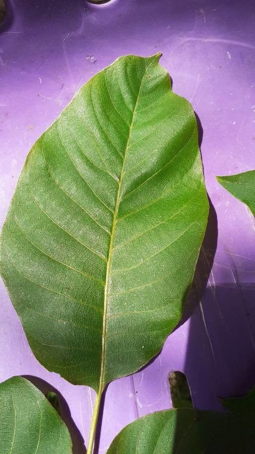 Cupania americká 10