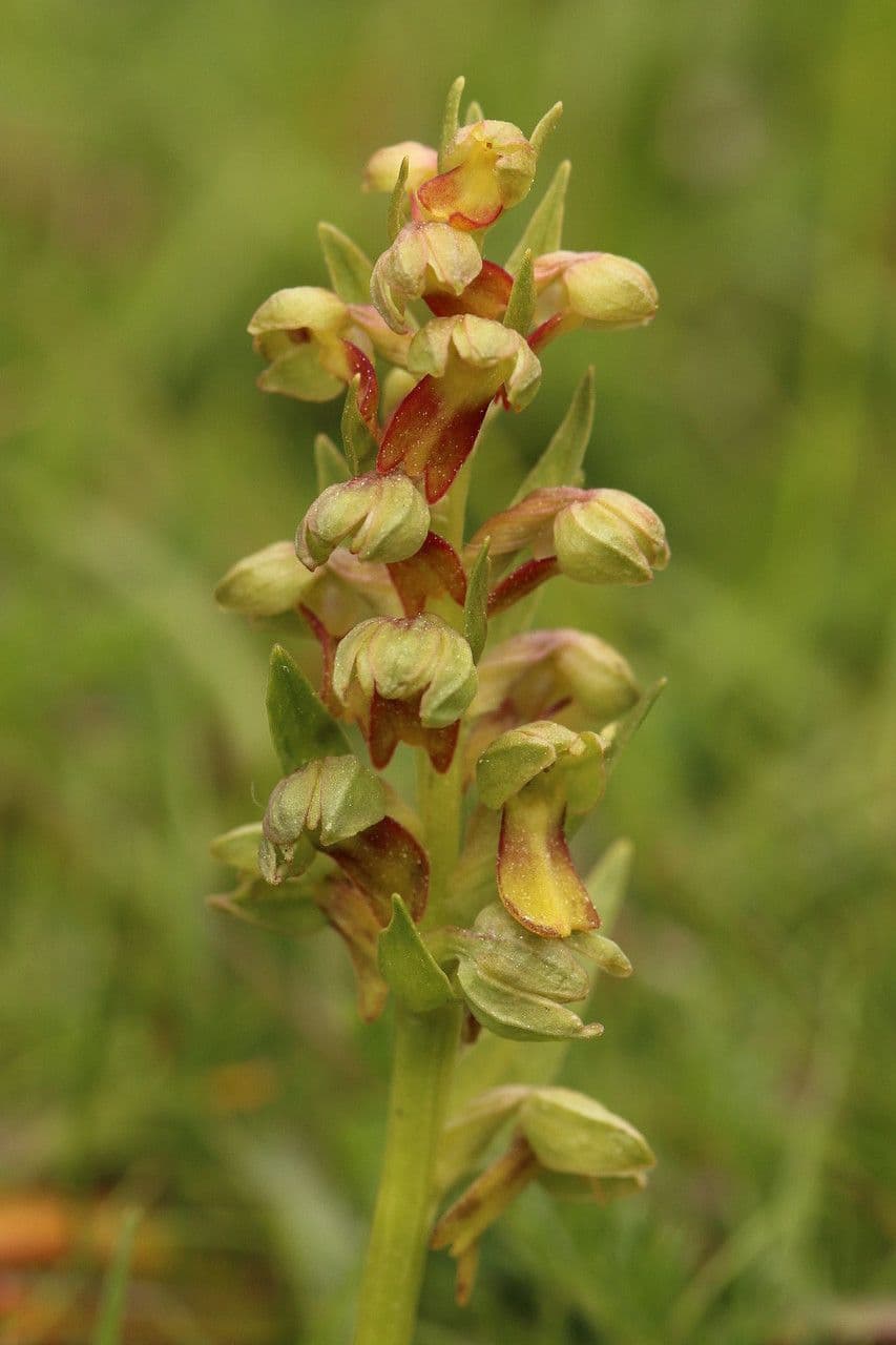 Celoglosso 6