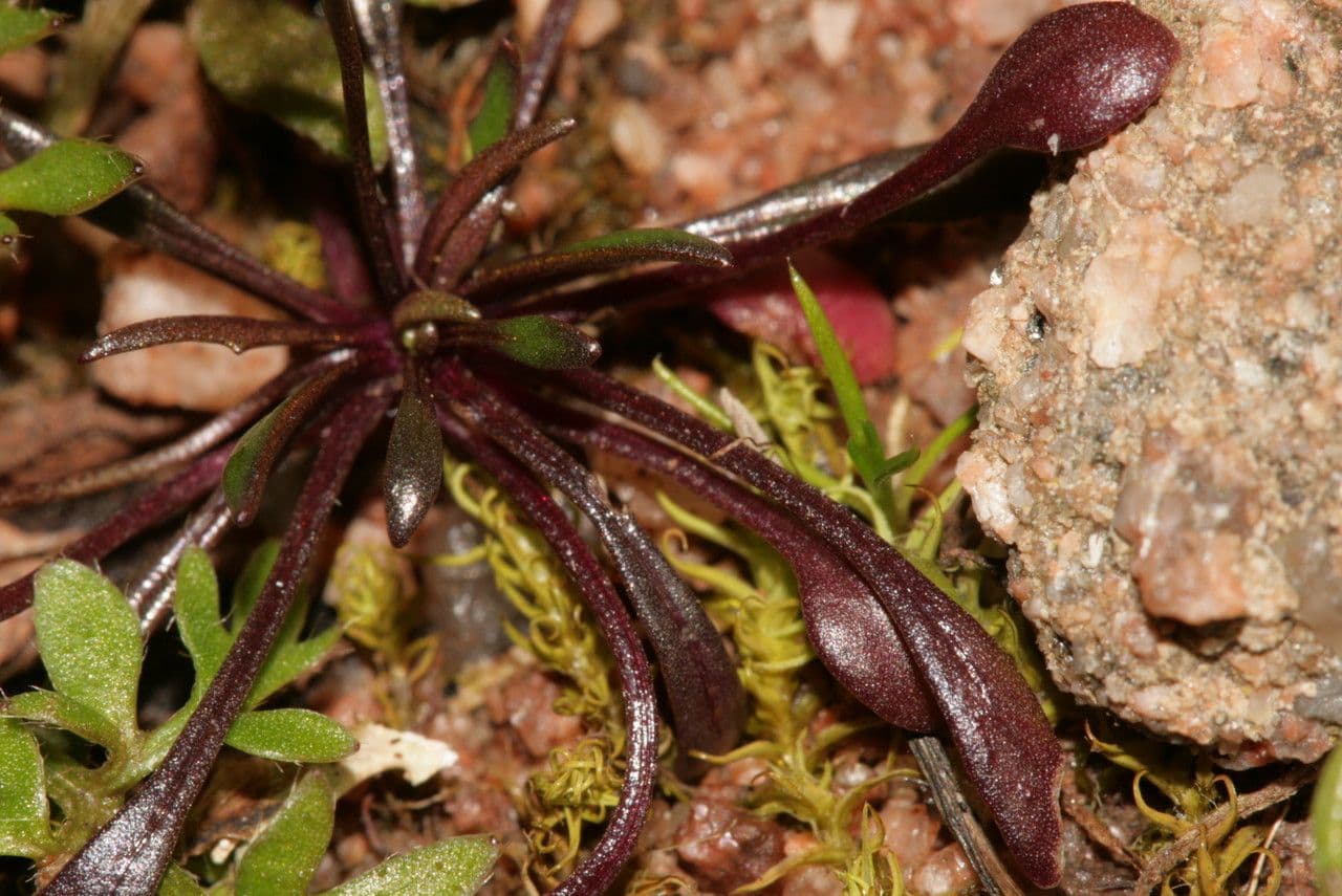 Teesdalia coronopifolia 12