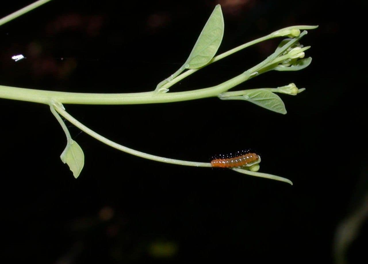Passiflora 2