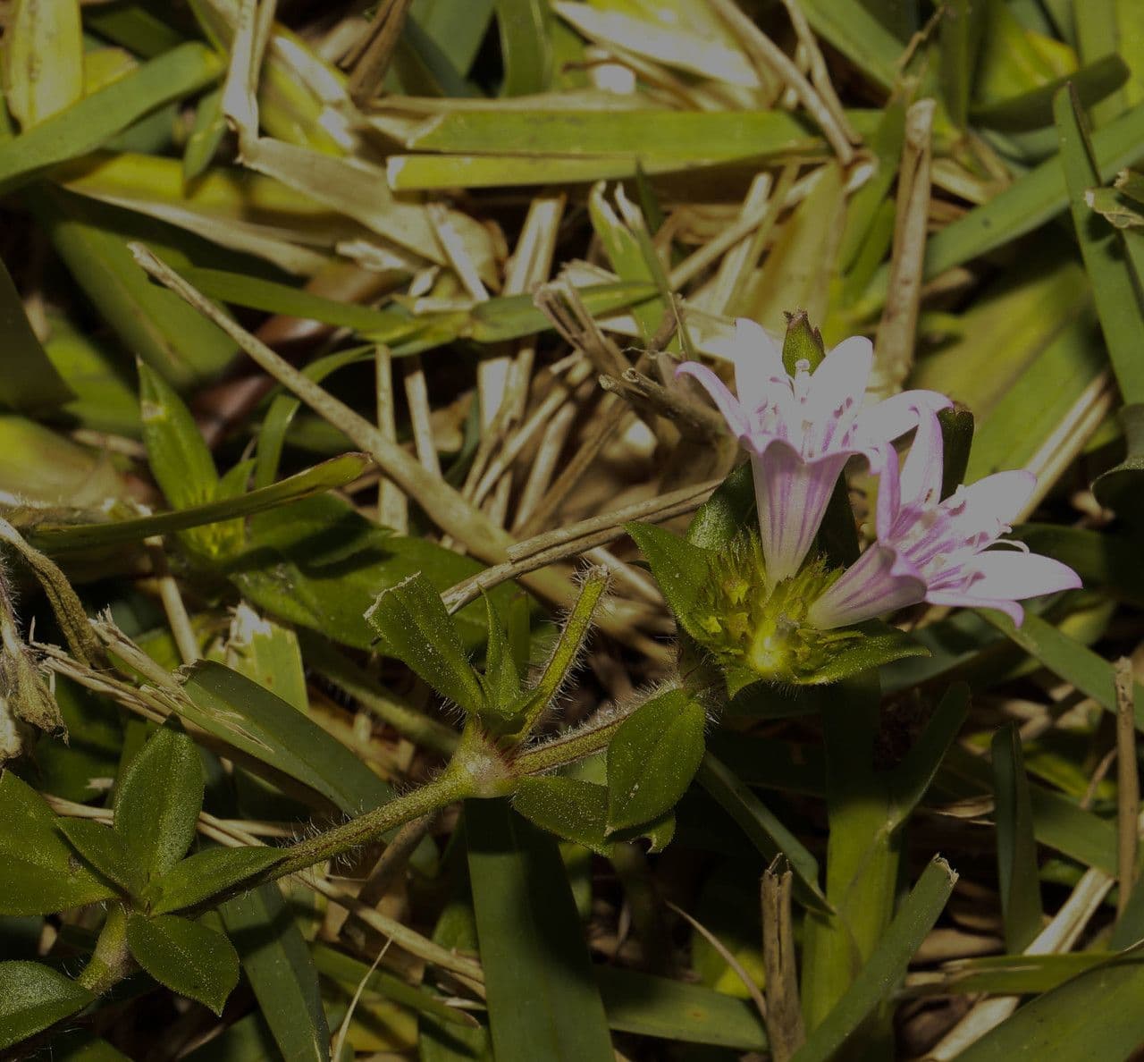 Richardia brasiliana 8