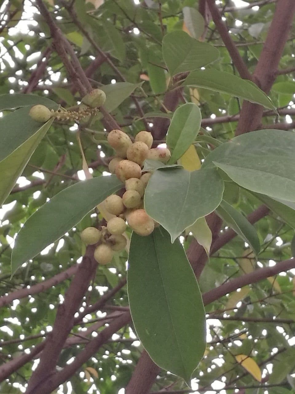 Magnolia 3