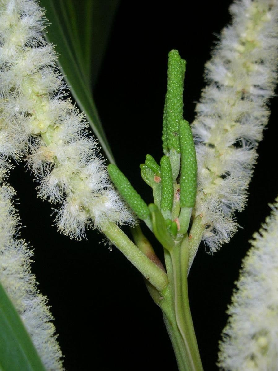 Akacja mangium 24