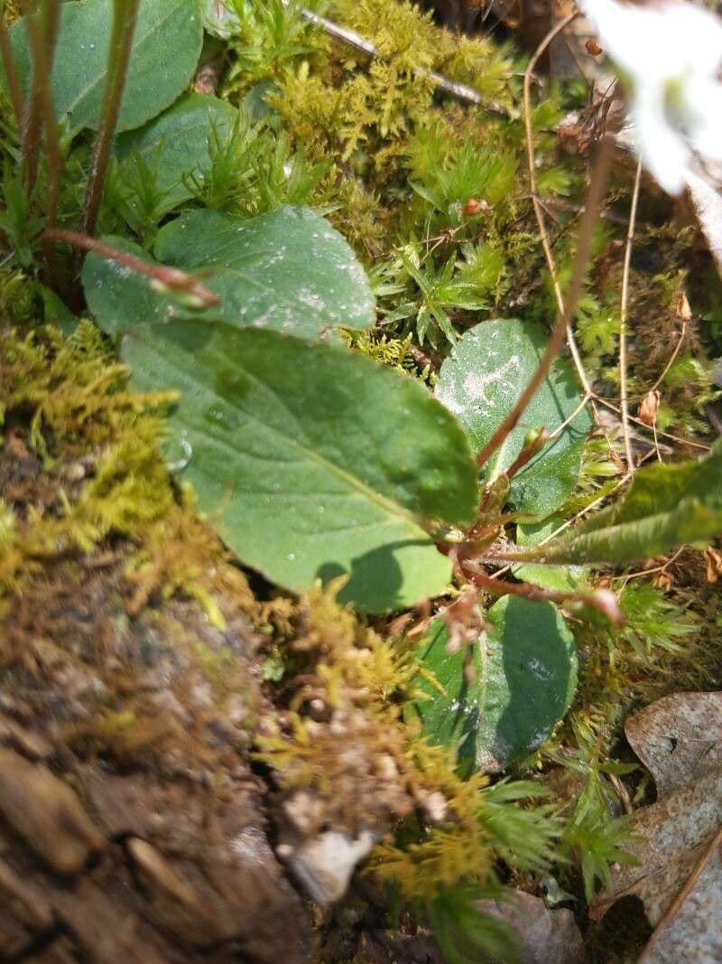 Viola lanceolata 13