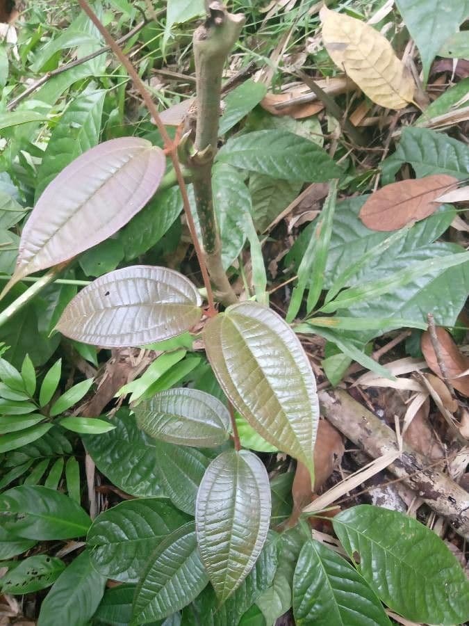 Matthaei-Miconia 7