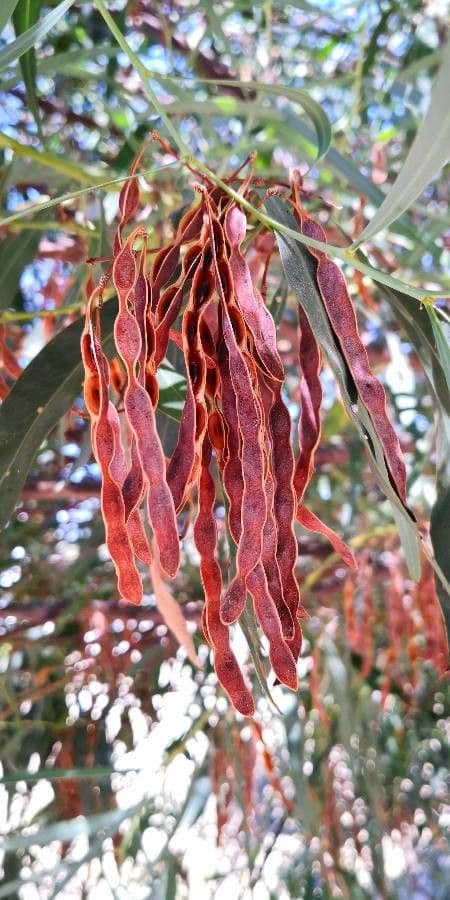 Acacia saligna 4