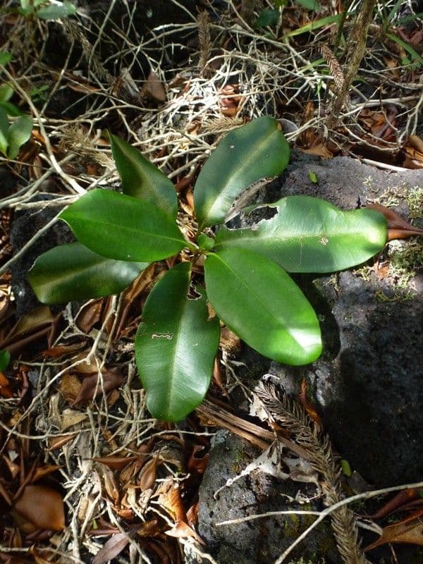 Tristaniopsis 7