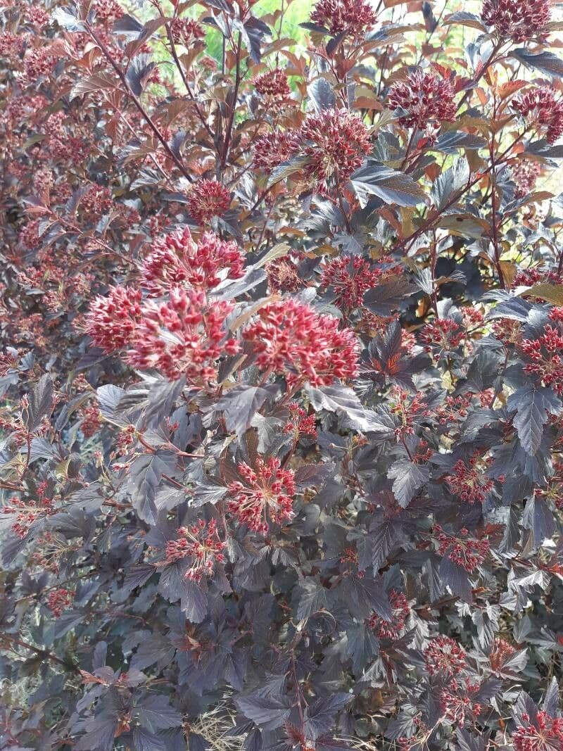 Potočnice strední 30