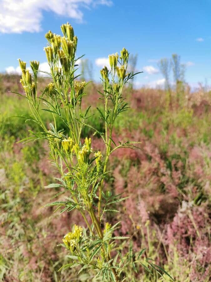 Tagetes minuta 7