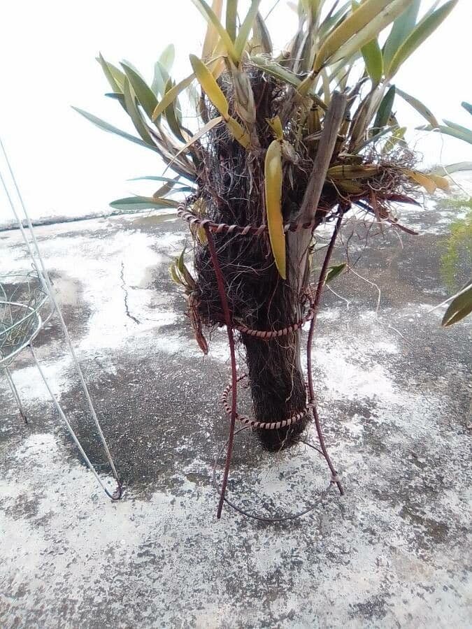Epidendrum ciliato 18