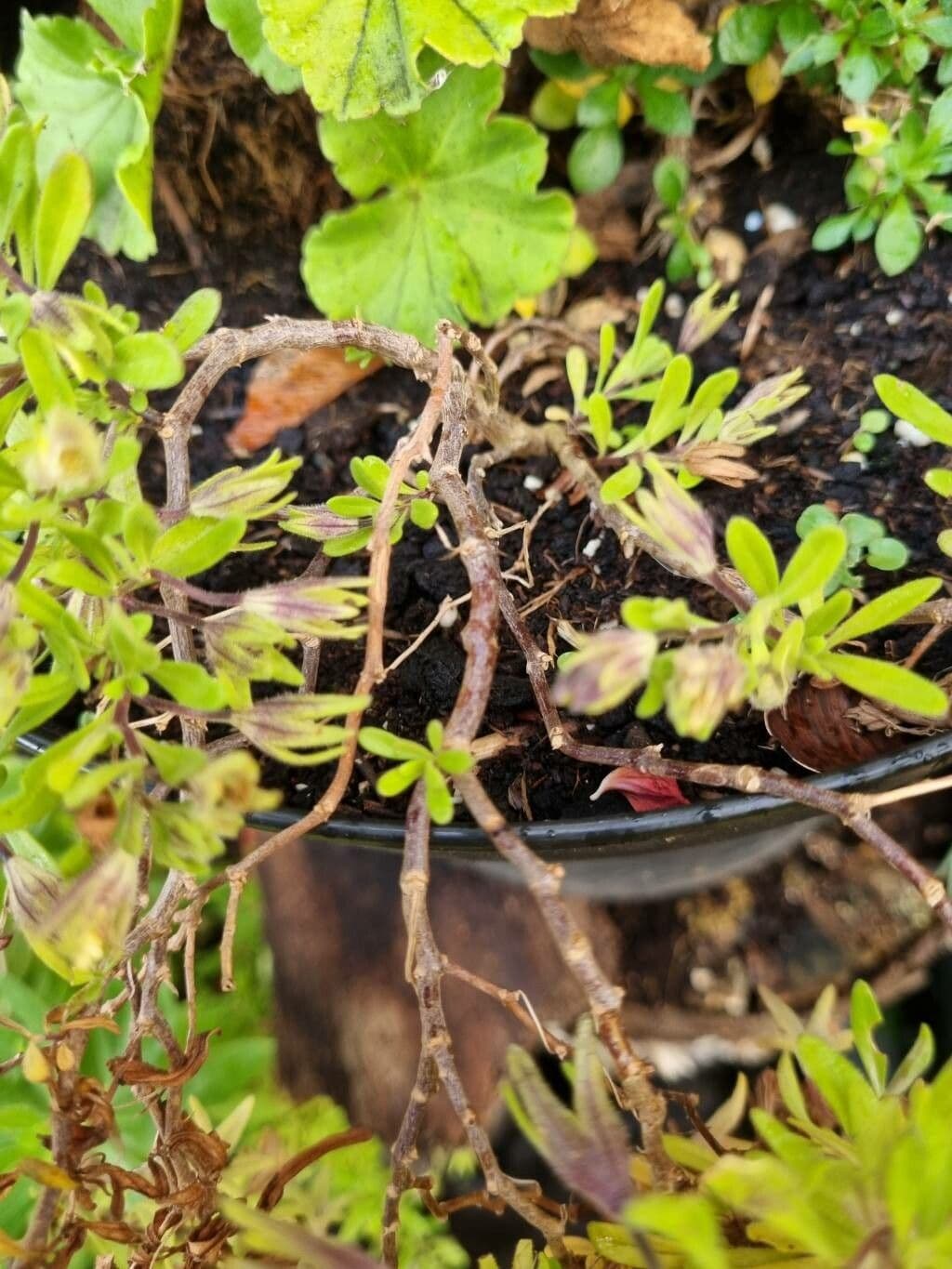 Kleinblütige Kalibrachoa 16