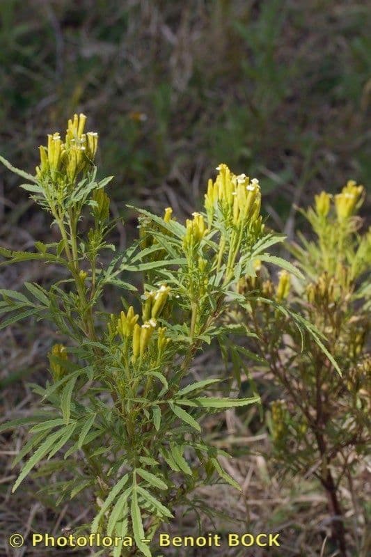 Tagetes minuta 26