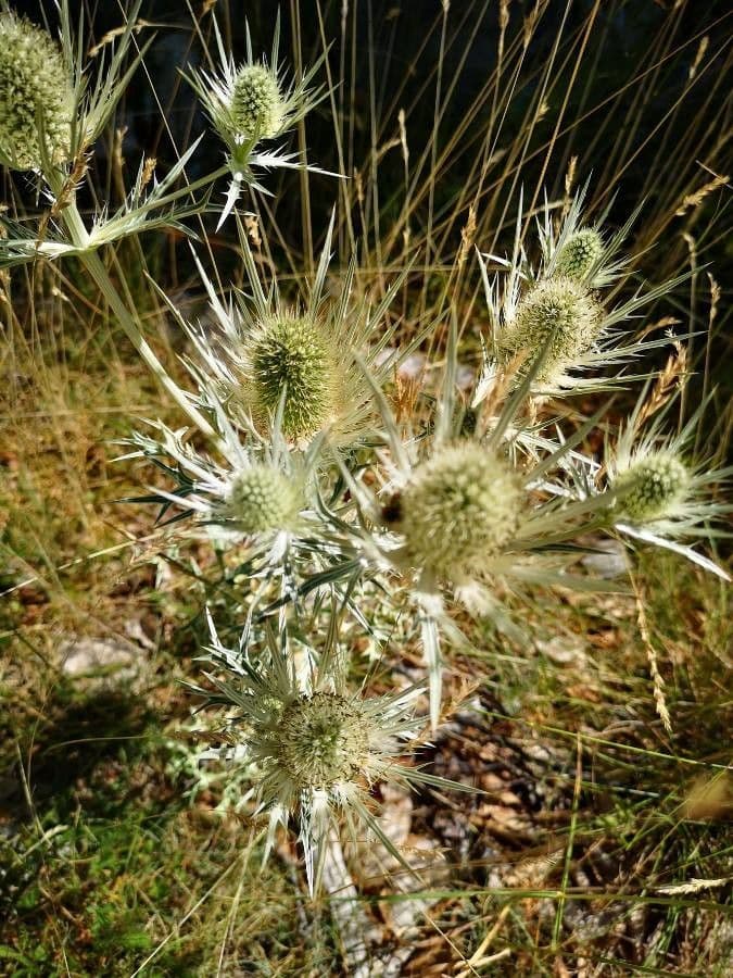 Panicaut blanc 9
