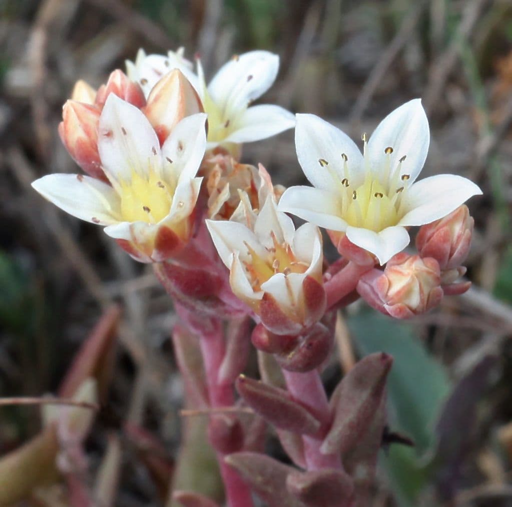 Dudleya 3