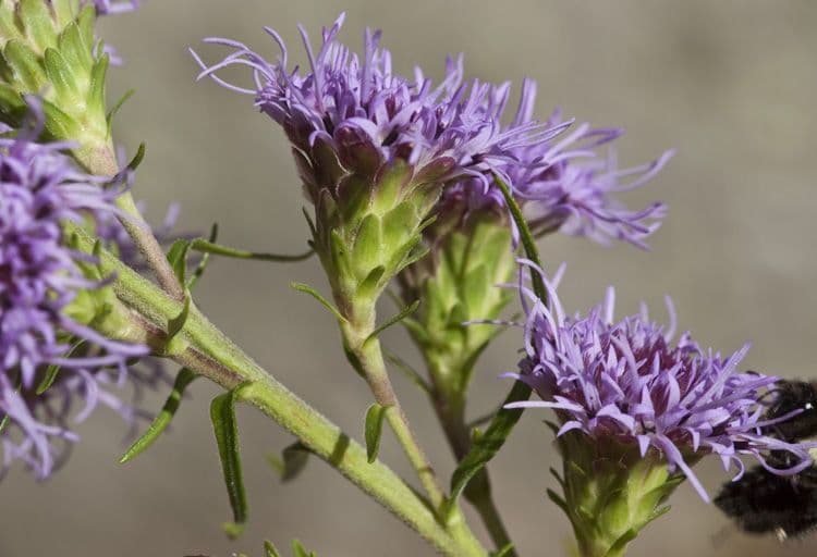 Liatris 4