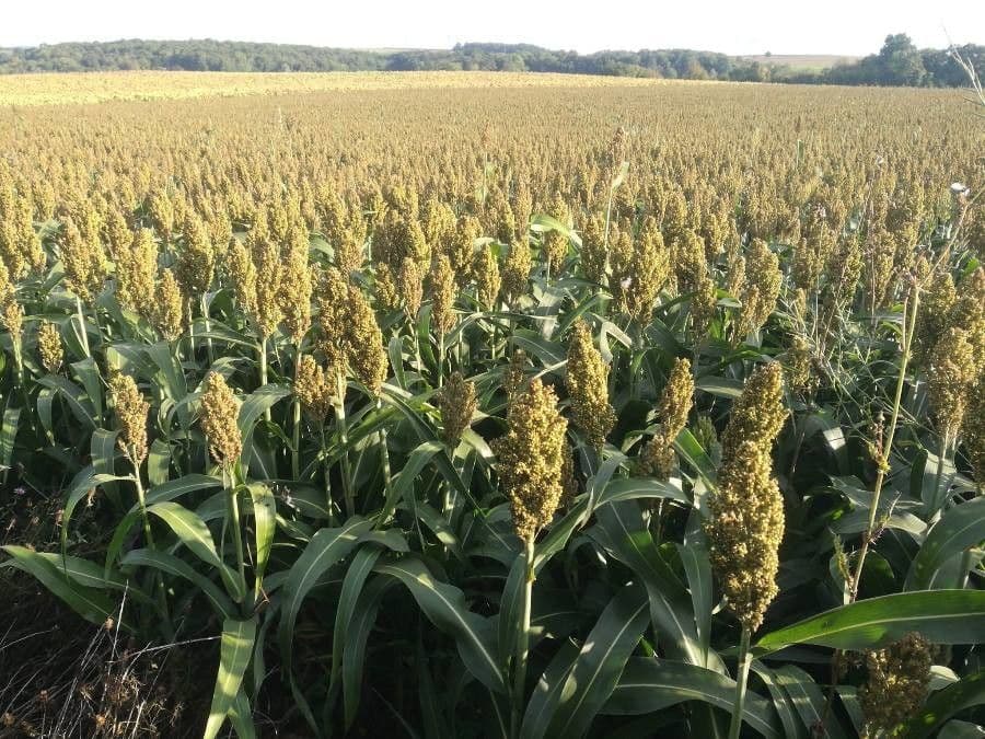 Sorgo 16