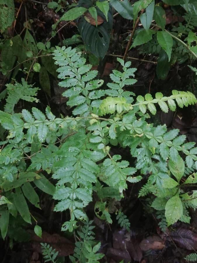 Weinmannia pennata 3
