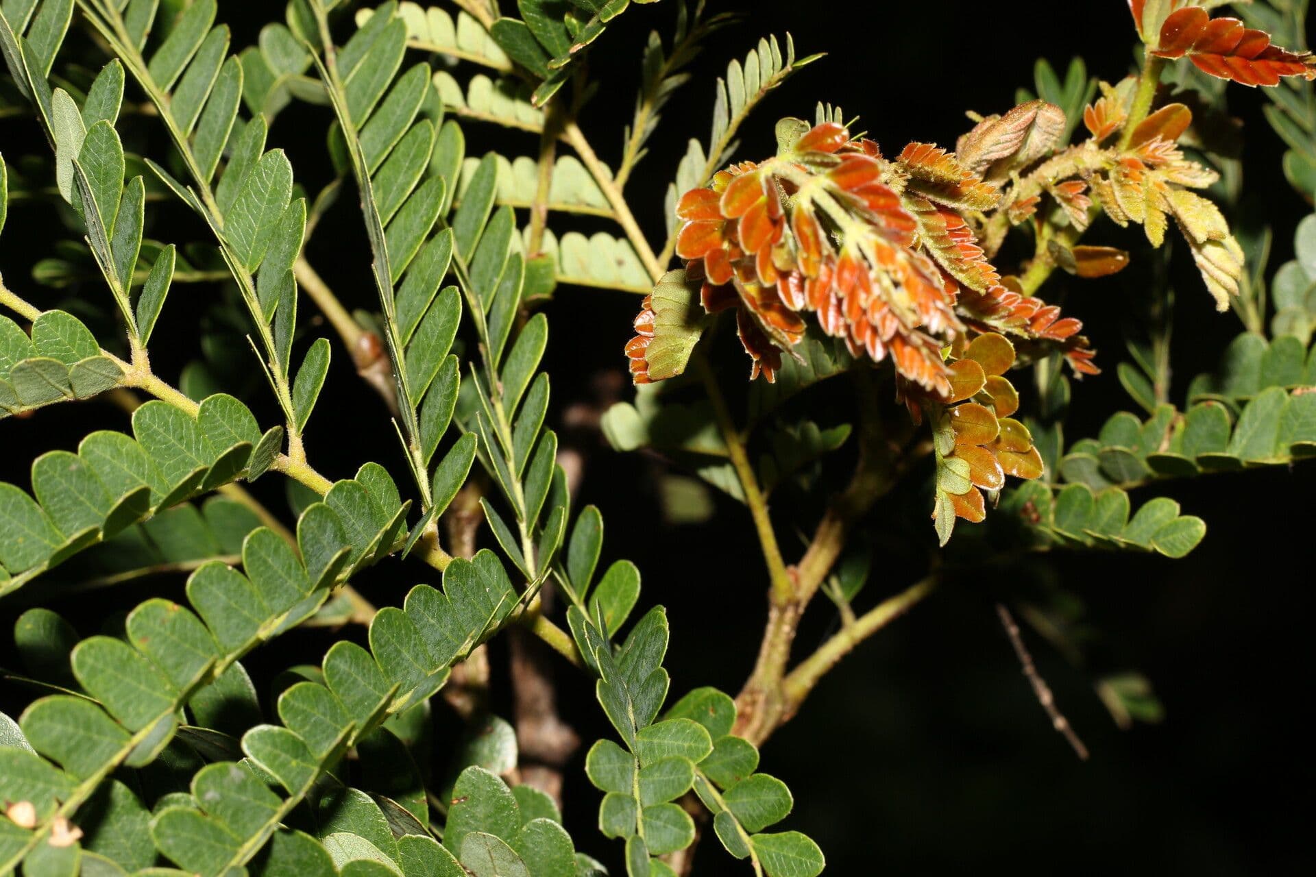 Cenostigma eriostachys 2
