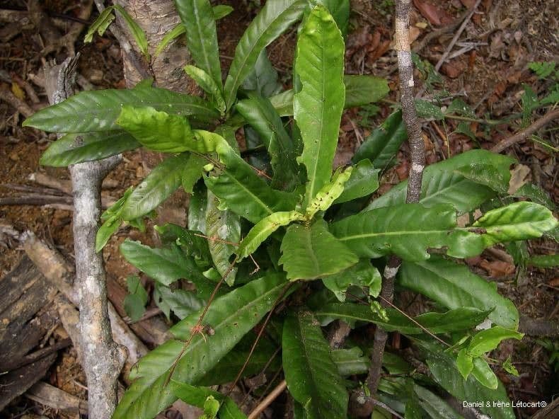 Atractocarpus 8