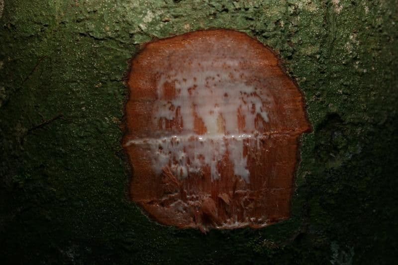 Chrysophyllum 13