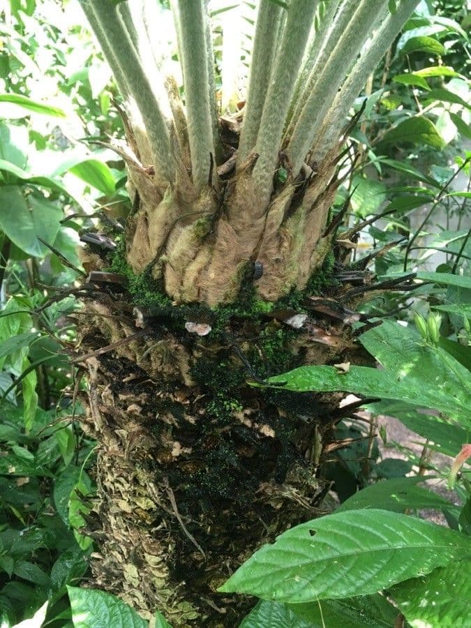 Dioon commestibile 24