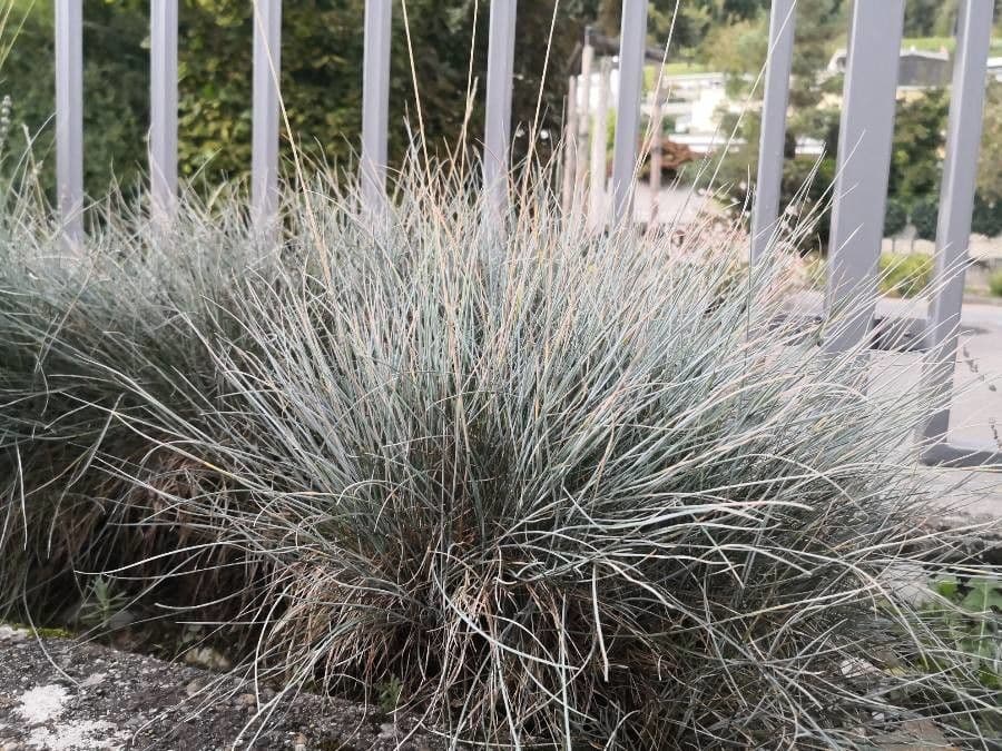 Festuca blu 10