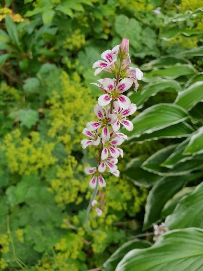Francoa 5