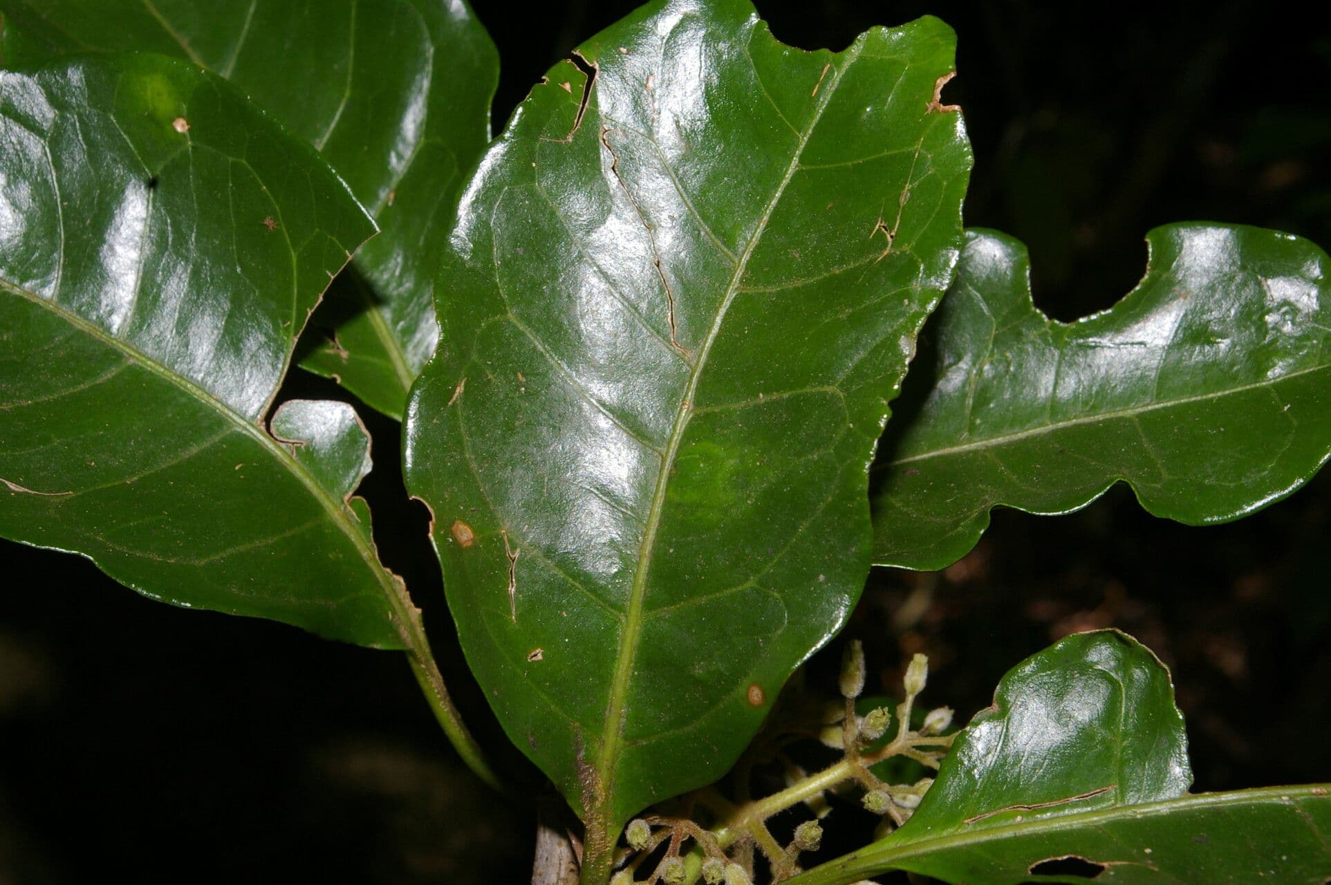 Rochefortia 12