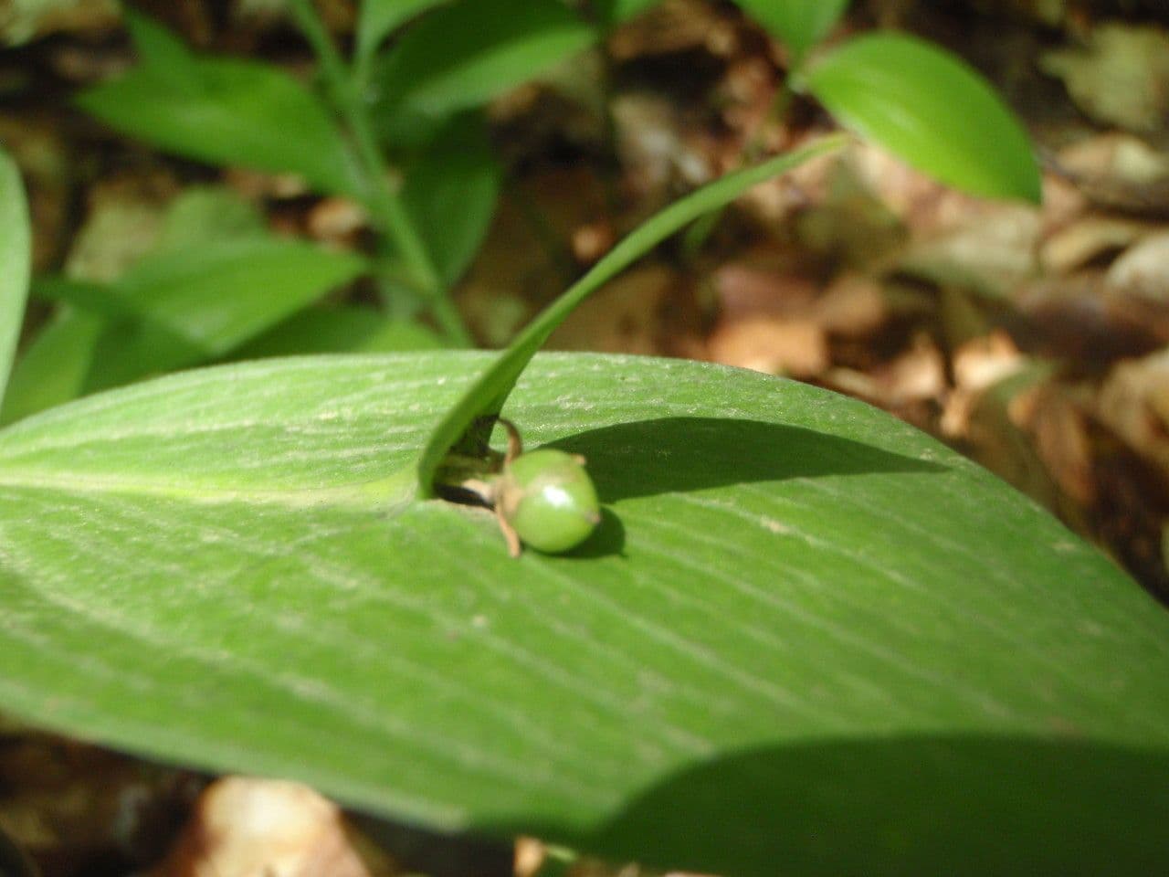 Ruscus hypoglossum 2