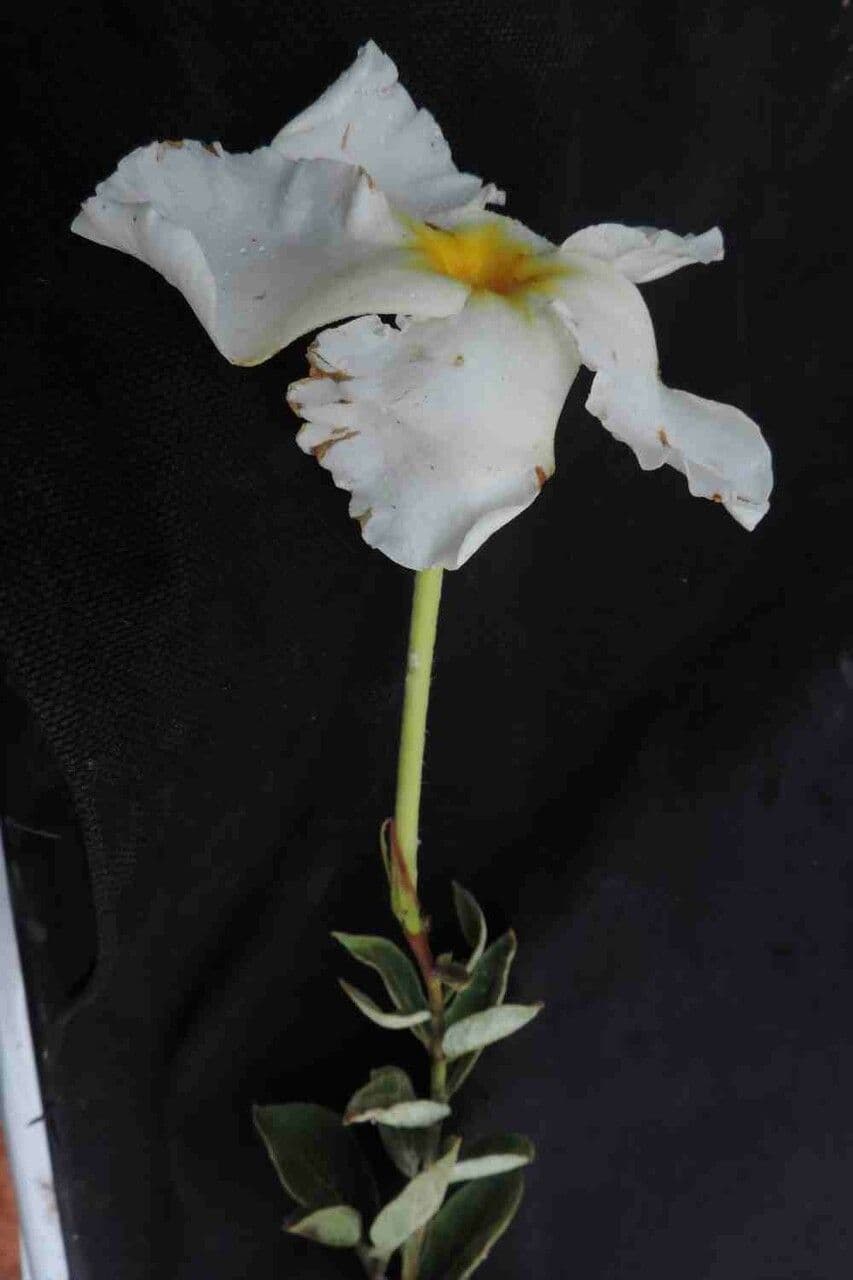 Mandevila 3