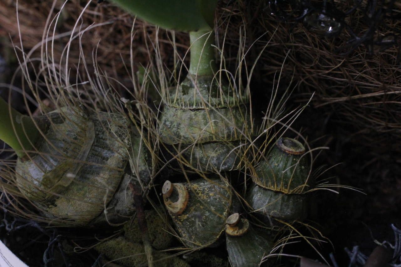 Dendrobium 14