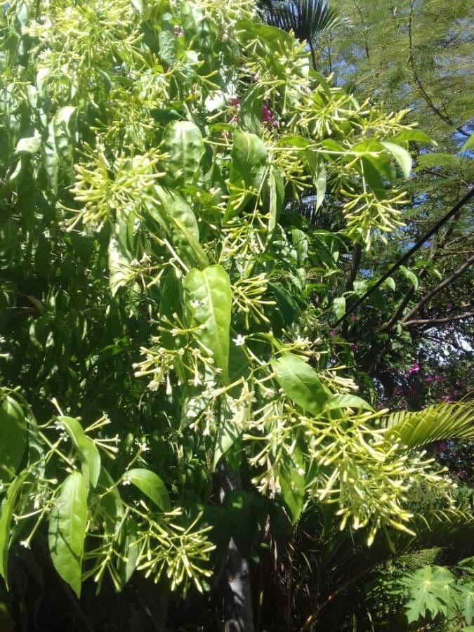 Cestrum nocturno 29