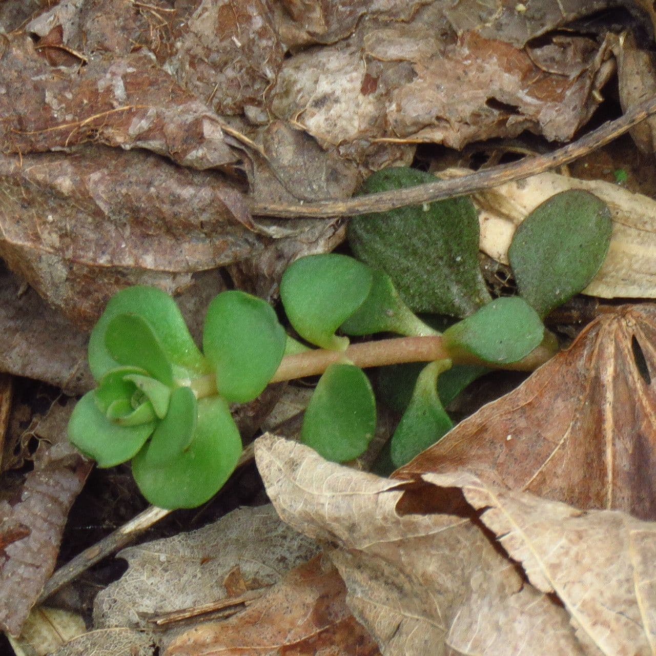 Sedum ternato 9