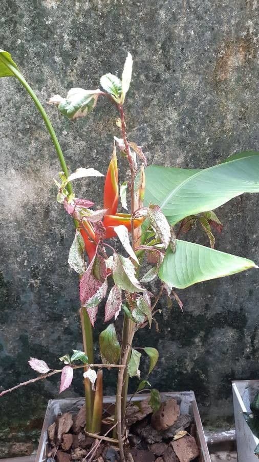 Fiore pappagallo 19