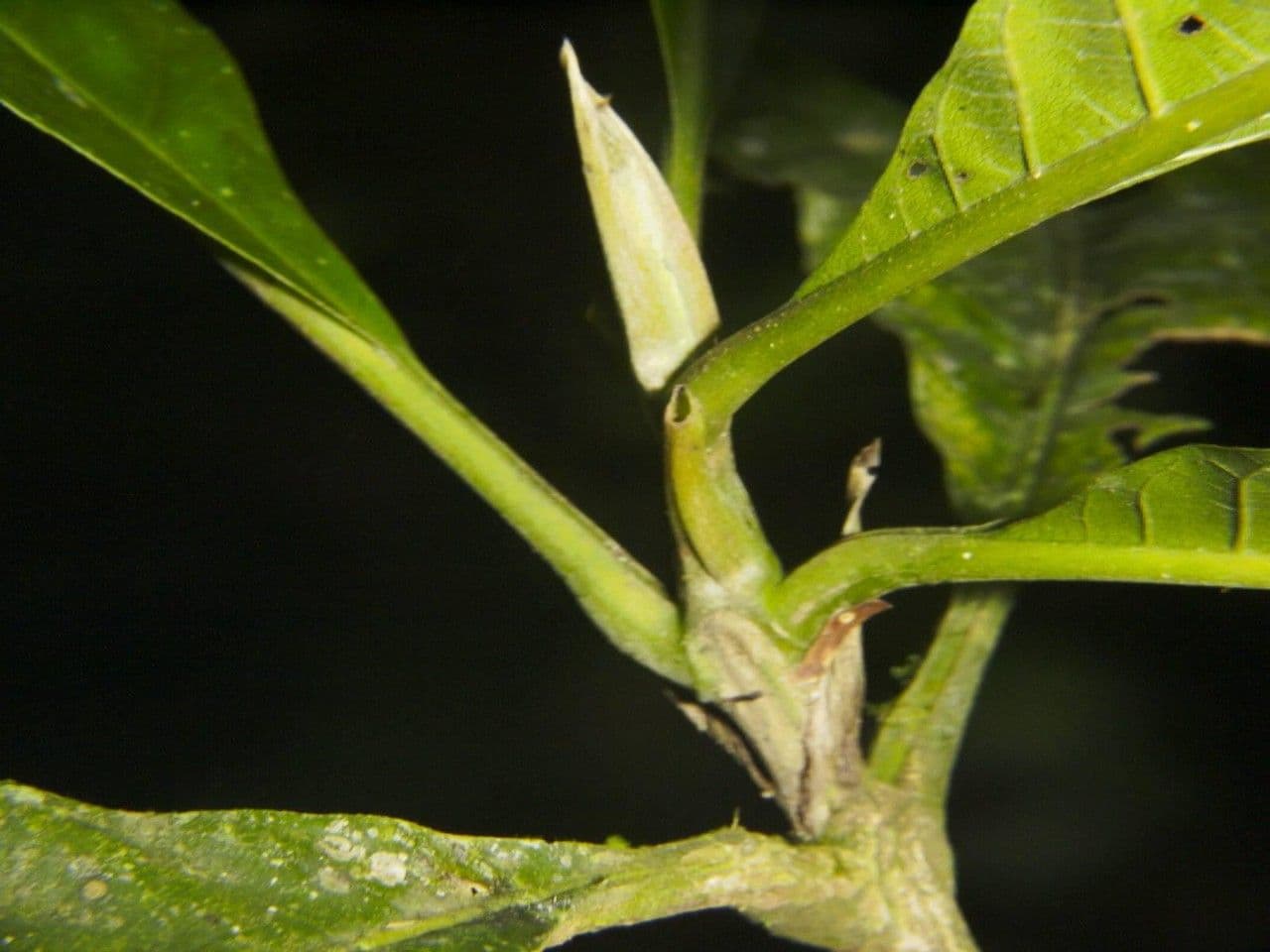 Warszewiczia coccinea 20