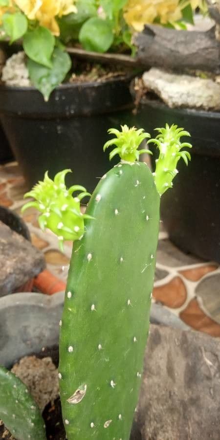 Tacinga 11