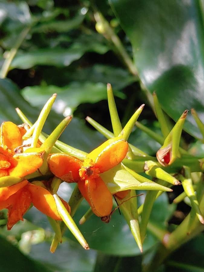 Zázvorník gardnerov 2